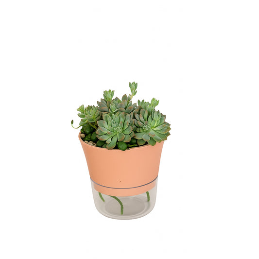 Succulent Bowl — Self-Watering Planter
