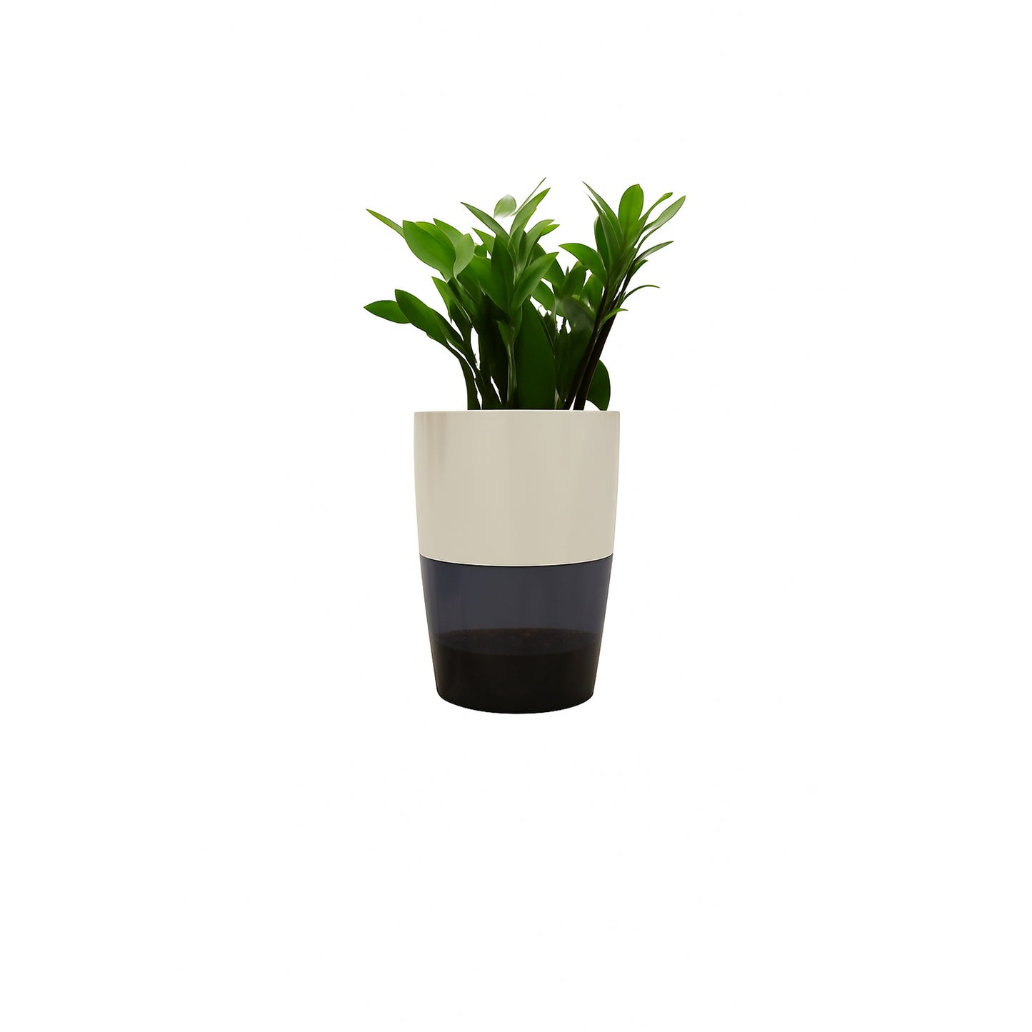 ZZ Plant( Zamioculcas zamiifolia) - Self Watering Planter
