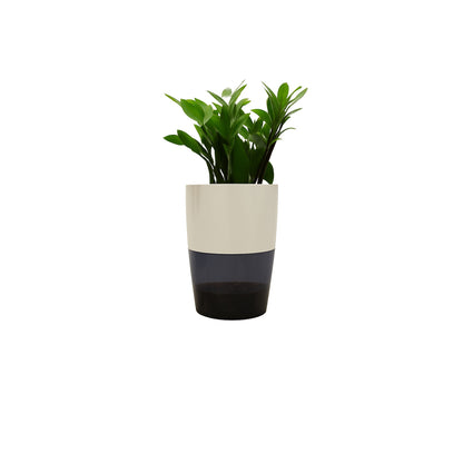 ZZ Plant( Zamioculcas zamiifolia) - Self Watering Planter