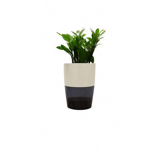 ZZ Plant( Zamioculcas zamiifolia) - Self Watering Planter