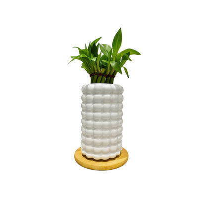 Lucky Bamboo (Dracaena) — Textured  white Ceramic Vase