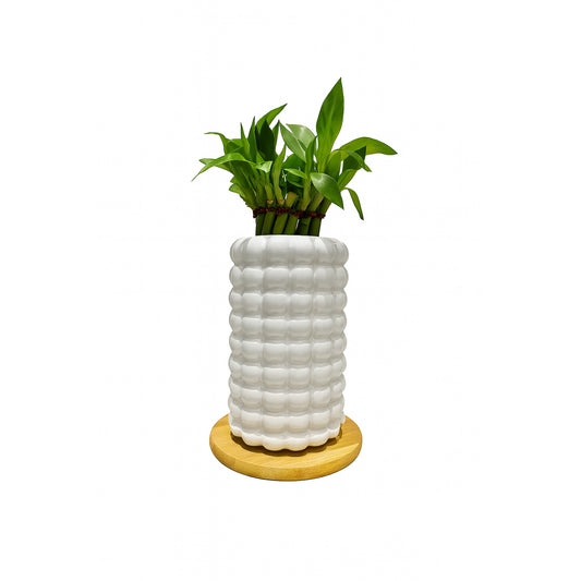 Lucky Bamboo (Dracaena) — Textured  white Ceramic Vase