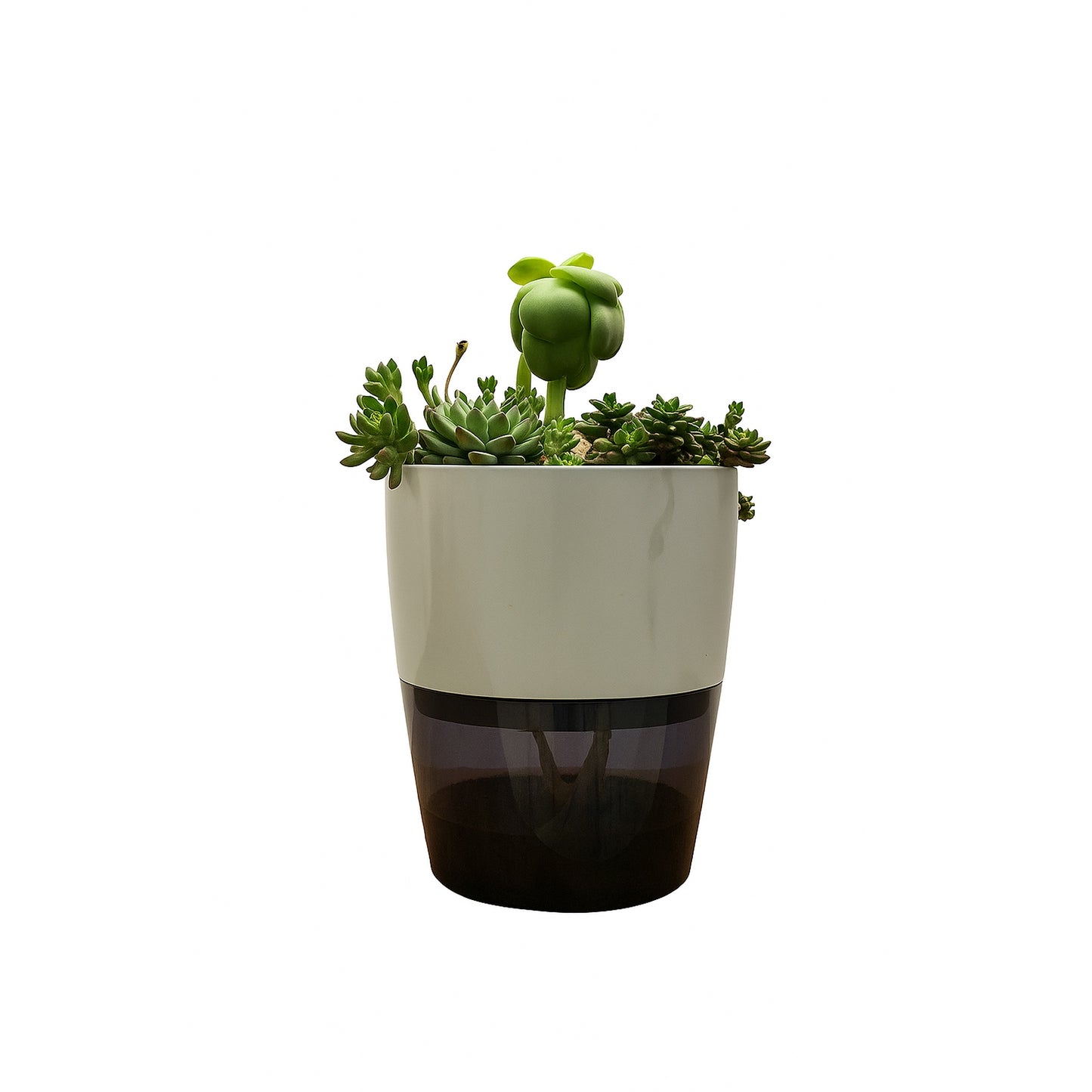 Succulents -  Self Watering Planter