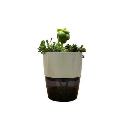 Succulents -  Self Watering Planter