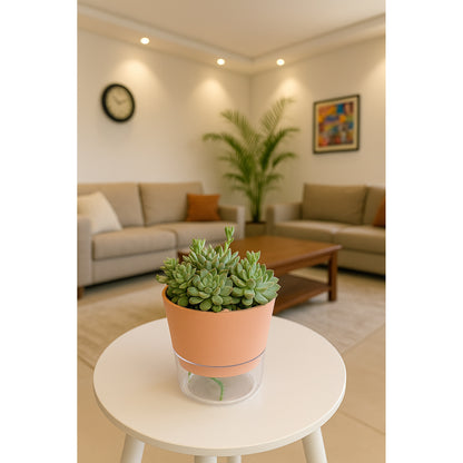 Succulent Bowl — Self-Watering Planter