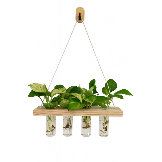 Wall Hanging- Glass - Hydroponic - Money Plant