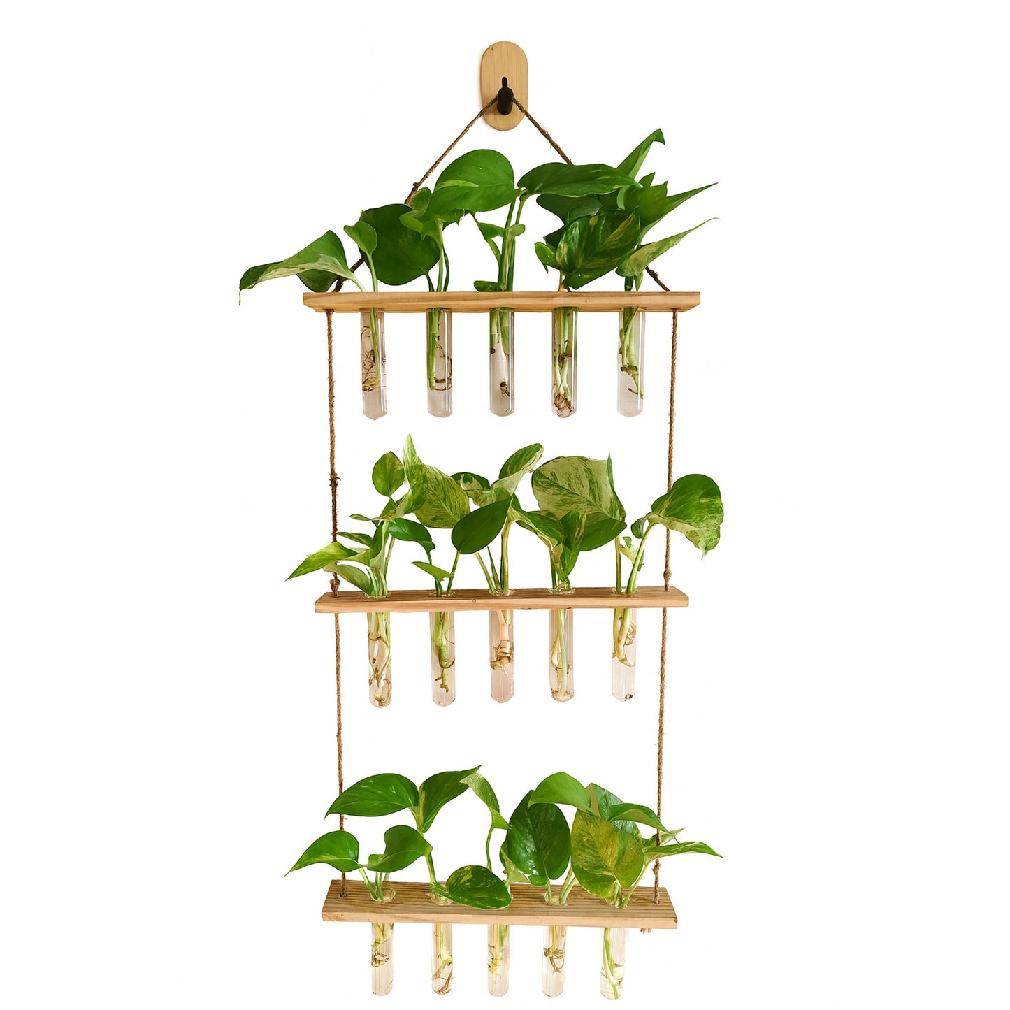 Wall Hanging(3 Level) - Glass- Hydroponic - Money Plant