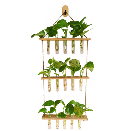 Wall Hanging(3 Level) - Glass- Hydroponic - Money Plant