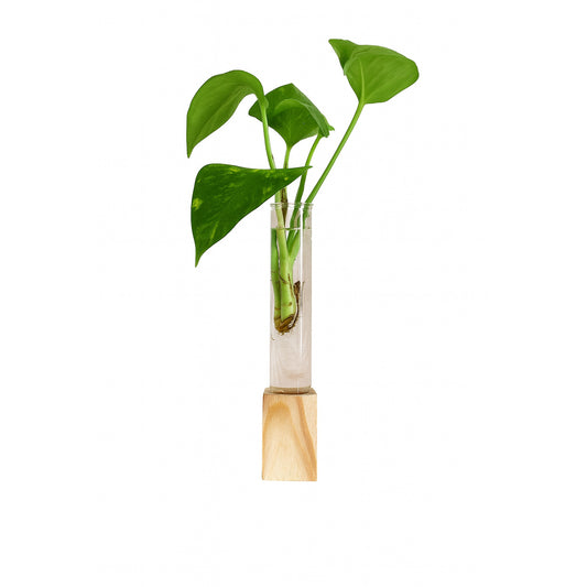 Wall - Hydroponic - Glass - Planter Money Plant