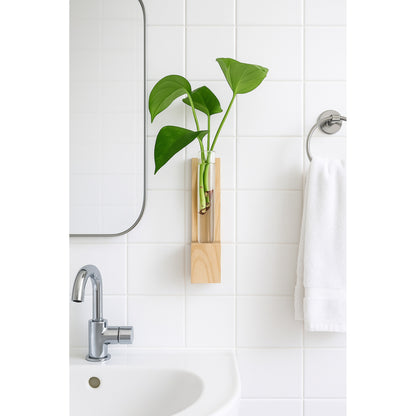 Wall - Hydroponic - Glass - Planter Money Plant