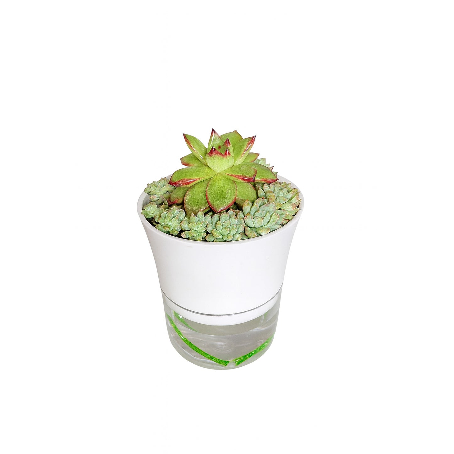 Succulent Bowl — Self-Watering Planter