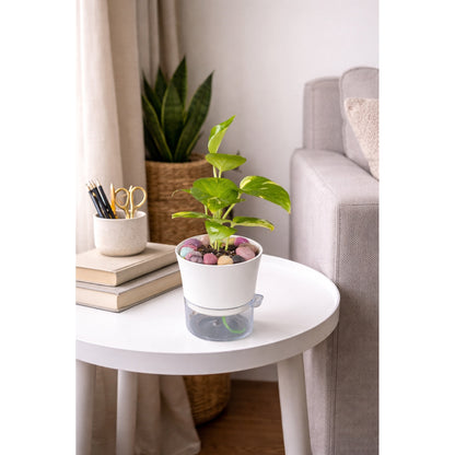 Money Plant - Self Watering planter
