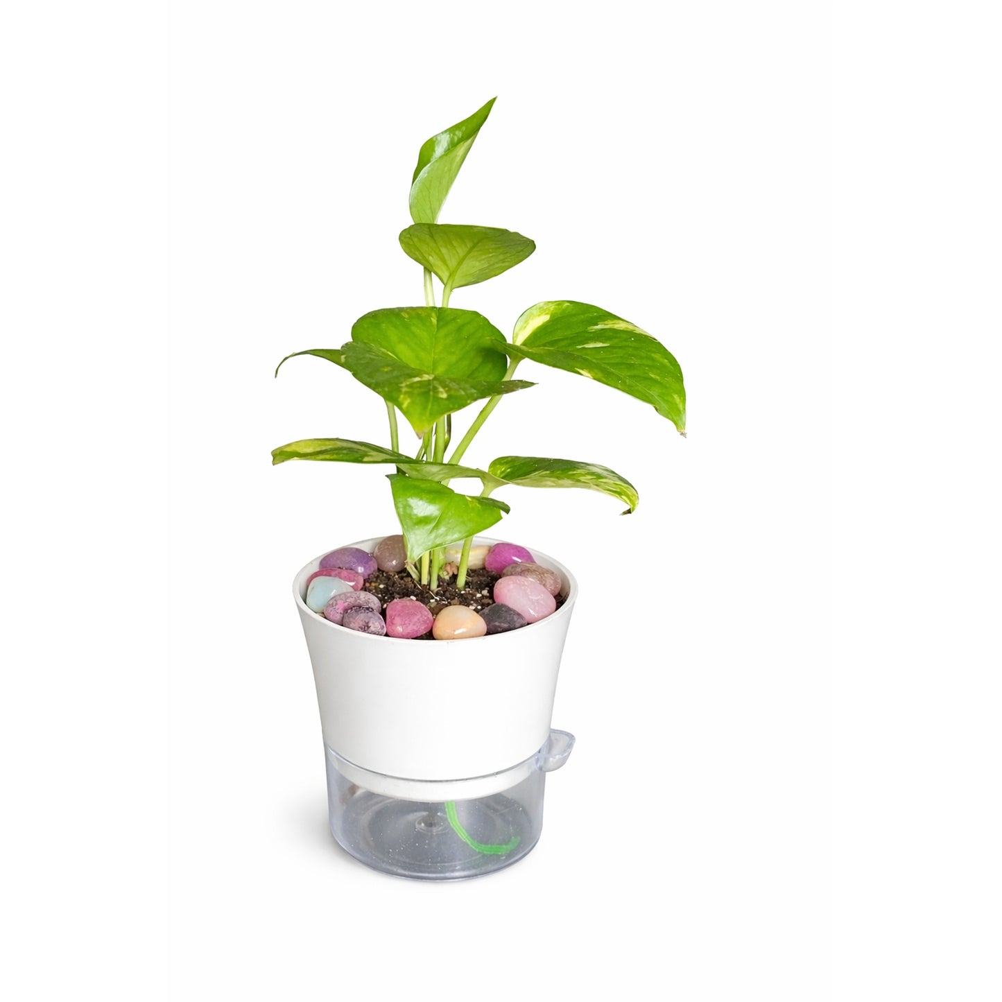 Money Plant - Self Watering planter
