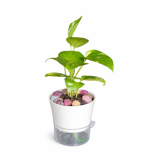 Money Plant - Self Watering planter
