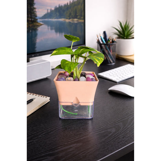 Money Plant- Self Watering Planter