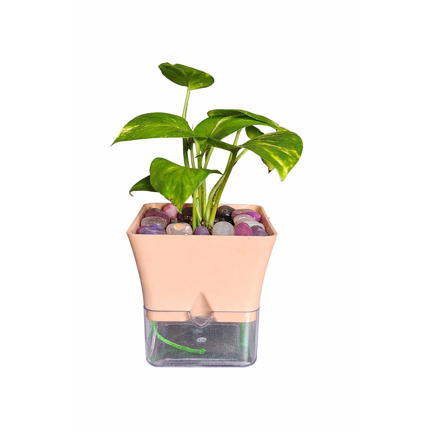 Money Plant- Self Watering Planter