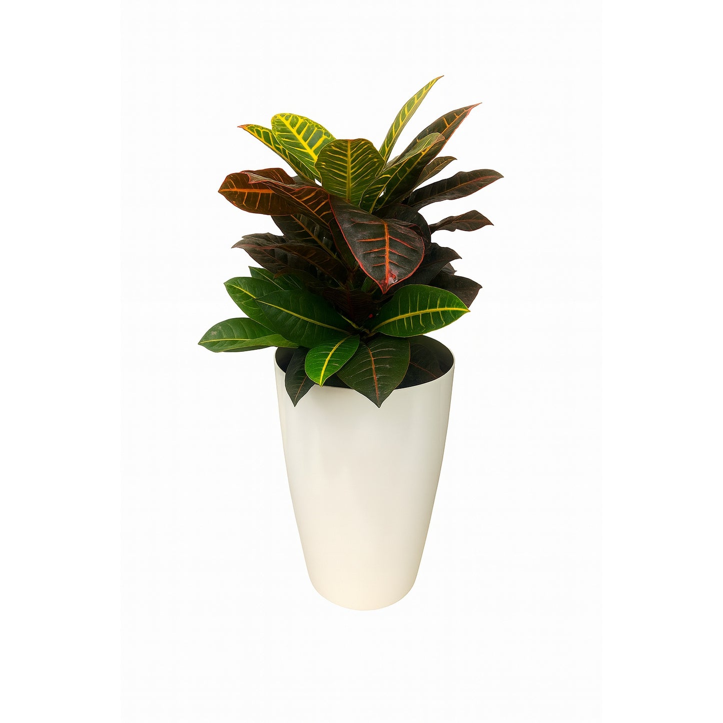 Croton Plant – Plastic Tower