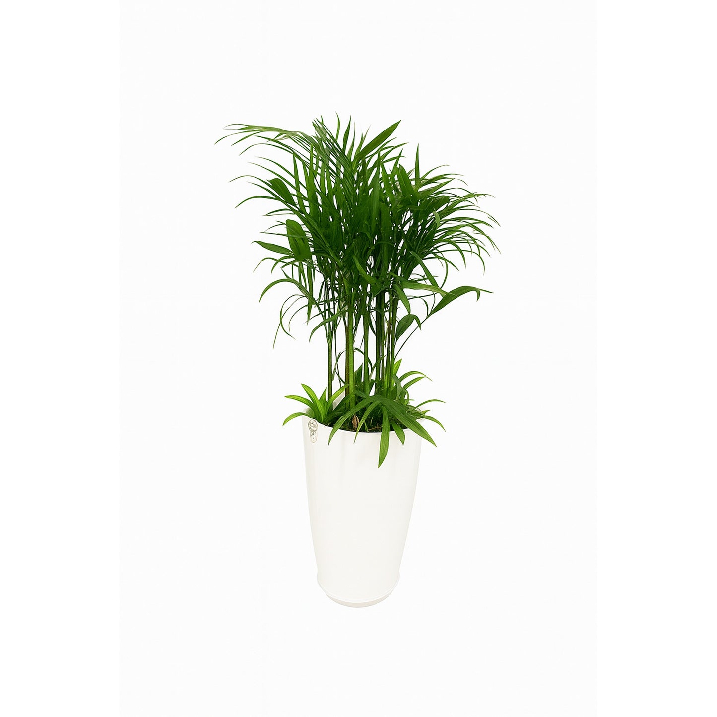 Bamboo Palm – Plastic Tower
