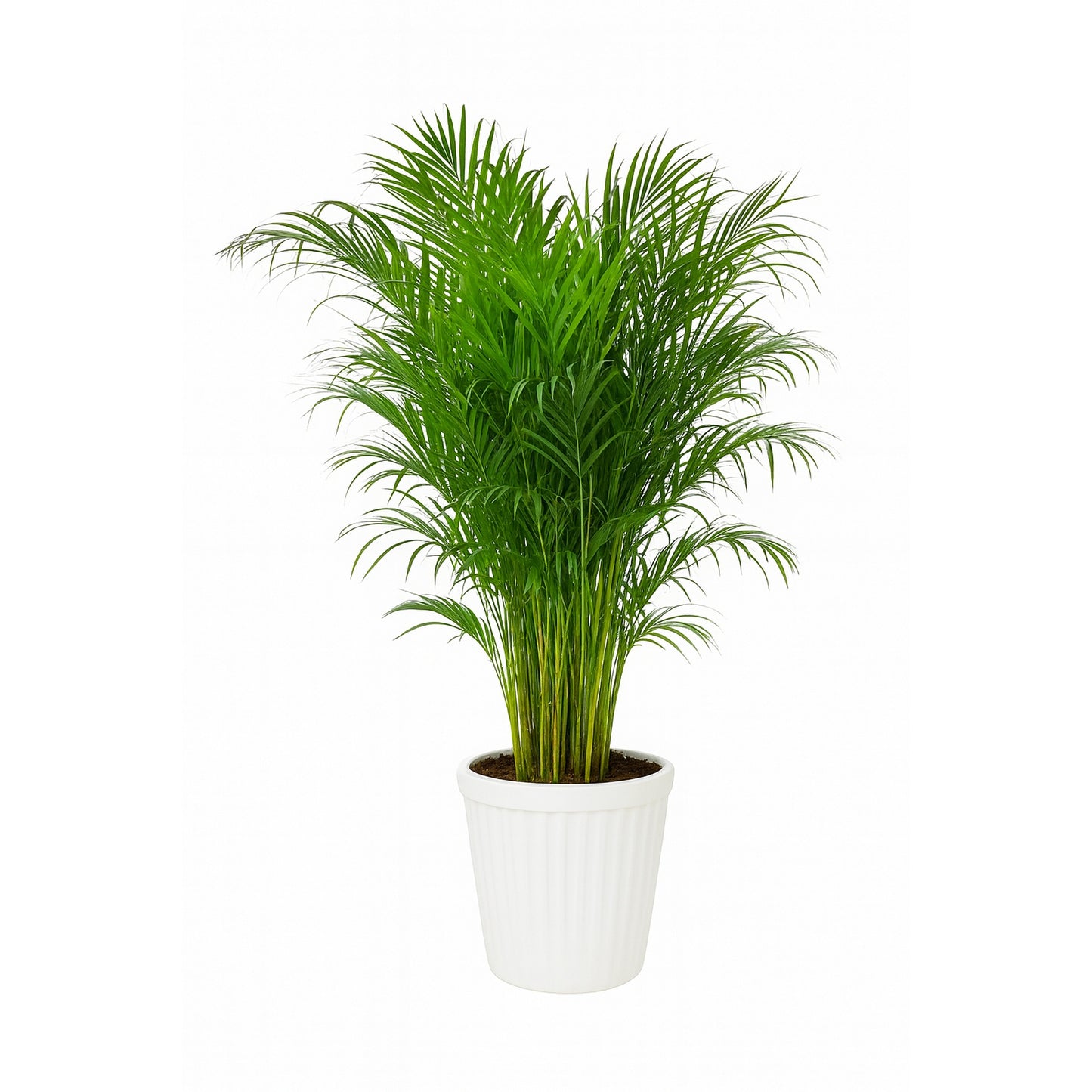 Areca Palm – Plastic Planter