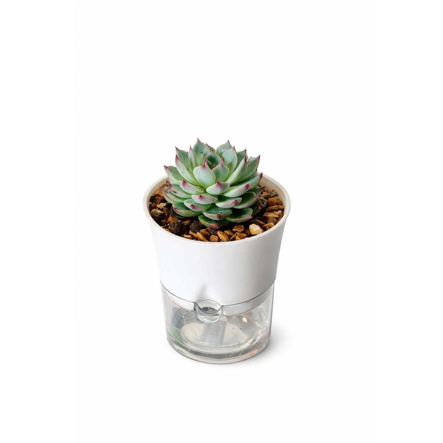 Succulent Plant - Self-Watering Pot
