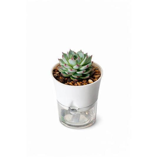 Succulent Plant - Self-Watering Pot