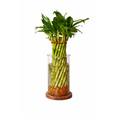 Lucky Bamboo Plant - Glass Vase – Perfect for Executive & Corporate Spaces