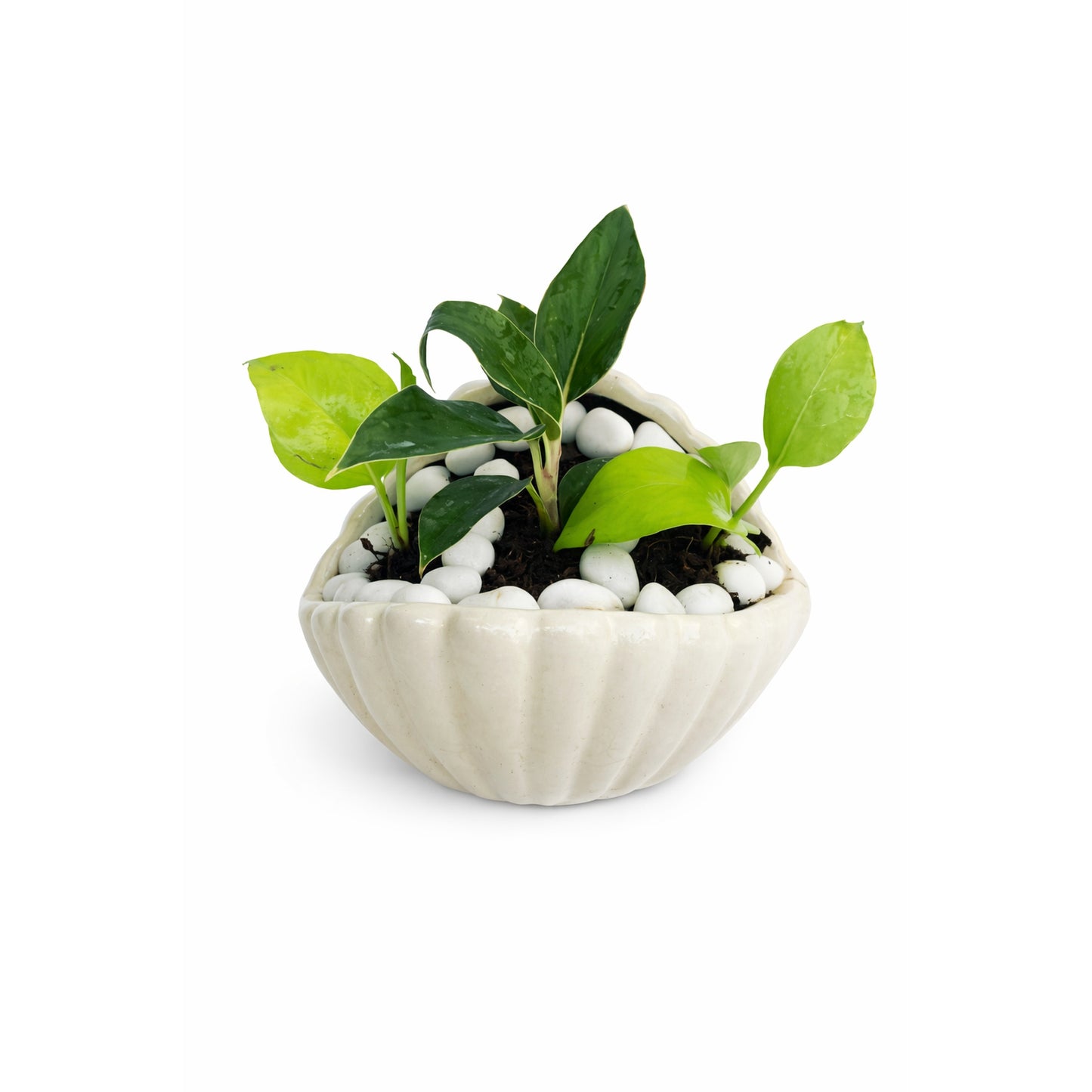 Money Plant - Shell-Shaped Ceramic Planter