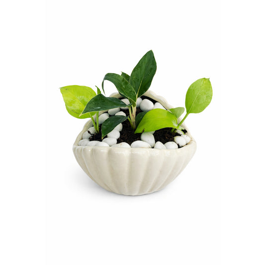 Money Plant - Shell-Shaped Ceramic Planter