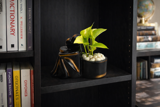 Pothos Plant - Ceramic Planter