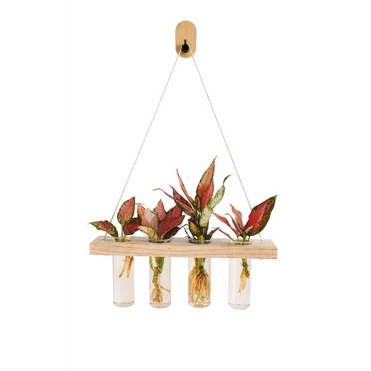 Wall Hanging- Glass - Hydroponic - Aglaonema Anjuman  Plant