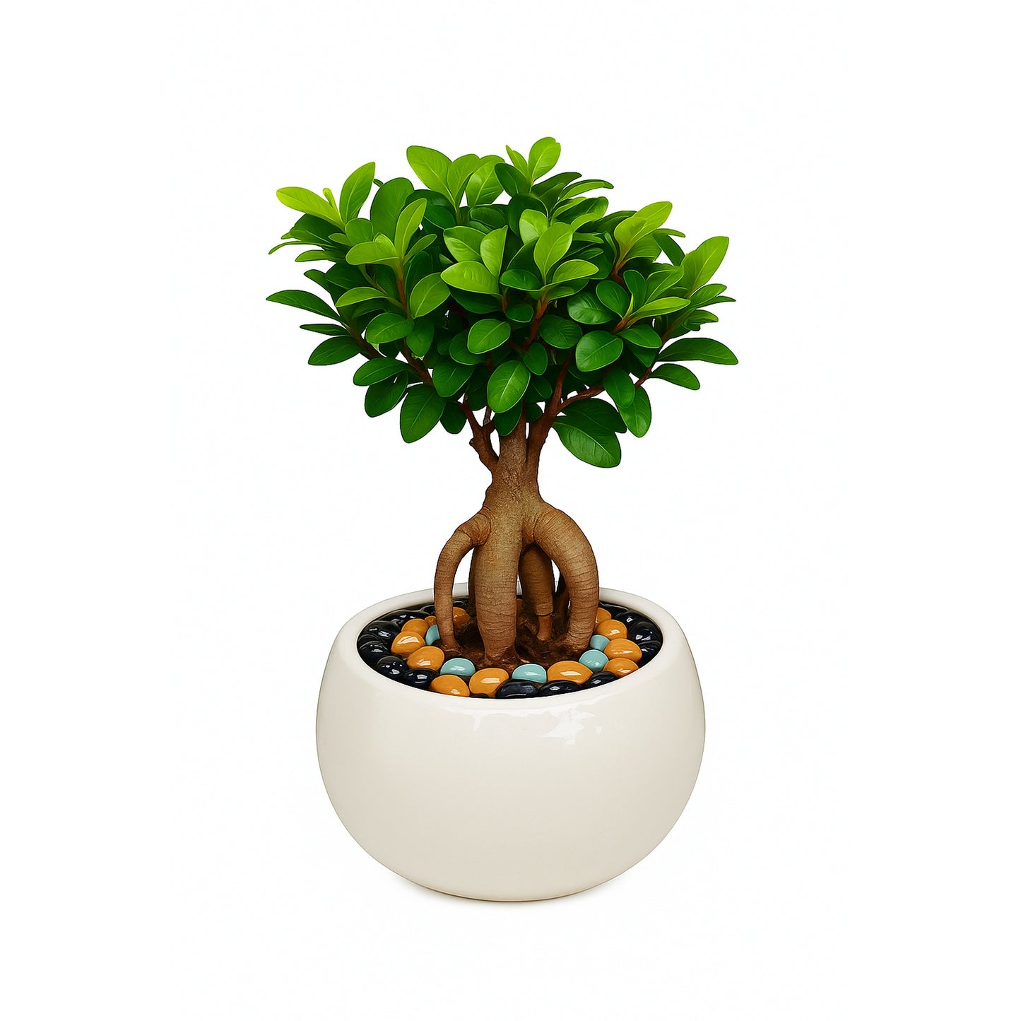 Bonsai Plant - White Ceramic Pot