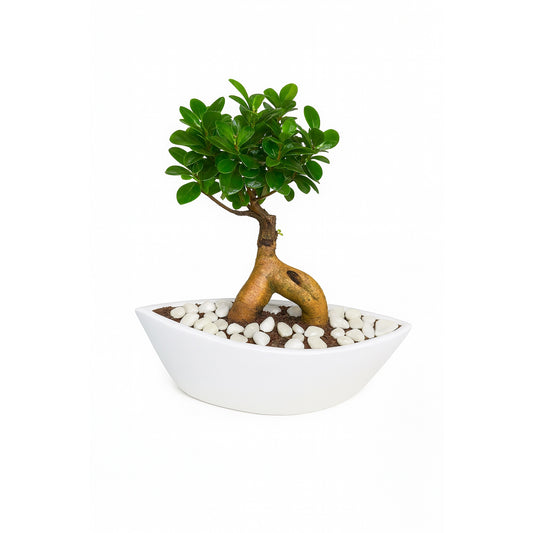 Bonsai Plant - Ceramic Boat Pot