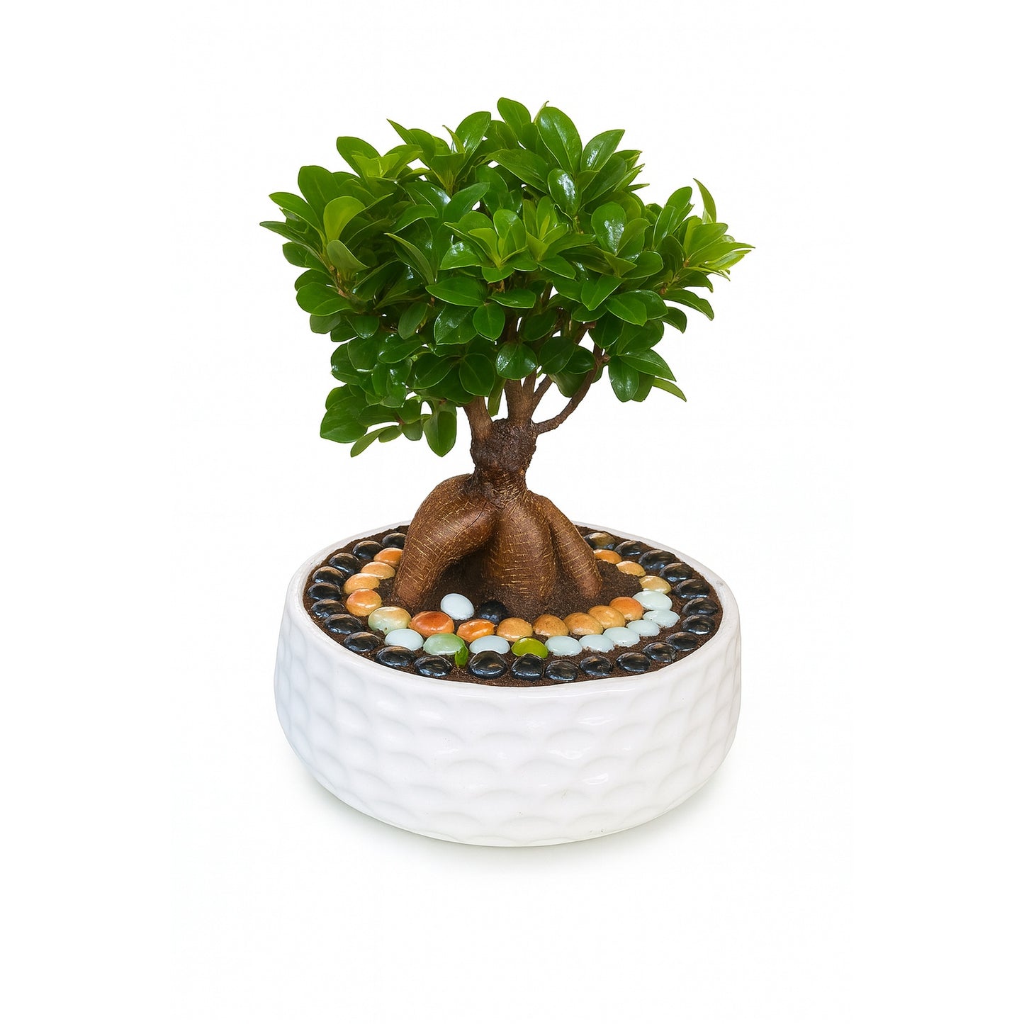 Bonsai Plant - Designer Ceramic pot