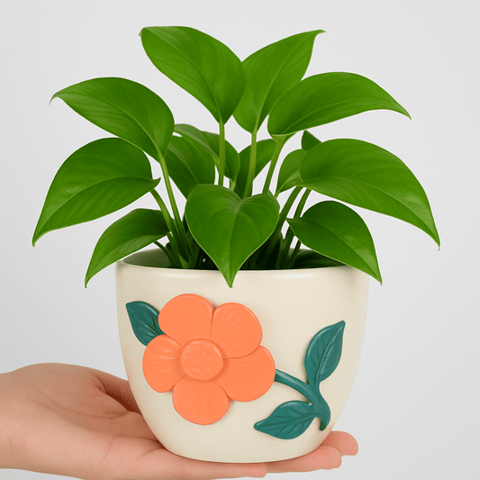 Green Pothos -Elegant -  Ceramic Pot