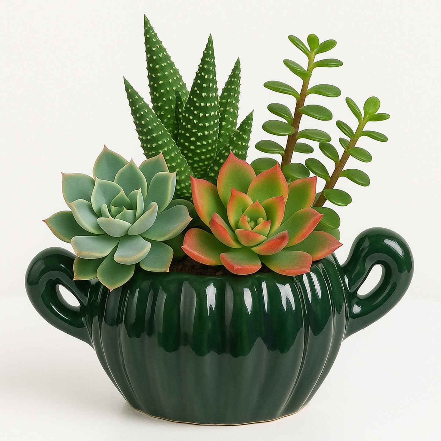 Mixed Succulents - Elegant - Ceramic Pot