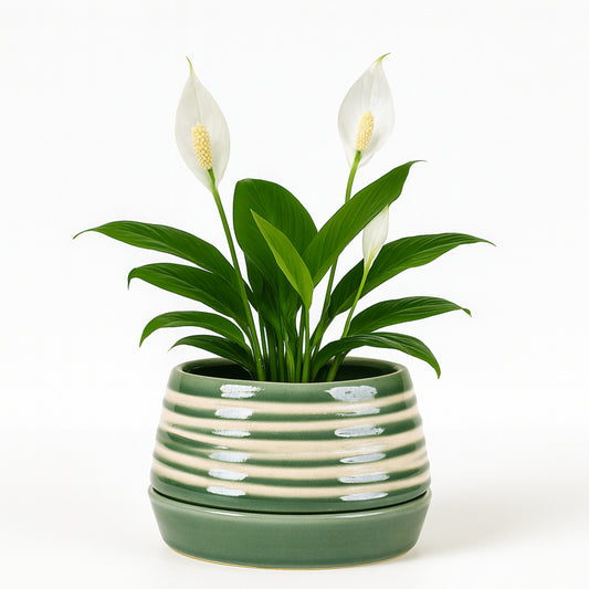 Peace Lily - Green Striped - Ceramic Pot