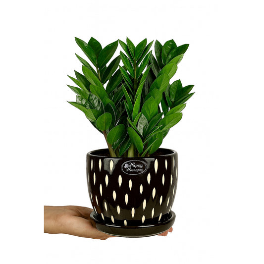 Zamia furfuracea - Elegant - Ceramic Pot