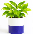 Green Pothos - Elegant  - Ceramic Pot