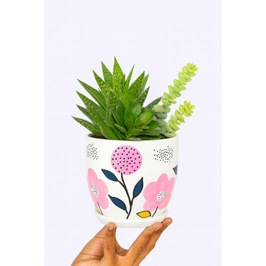 Mixed Succulents -  Hand-Painted - Ceramic Pot