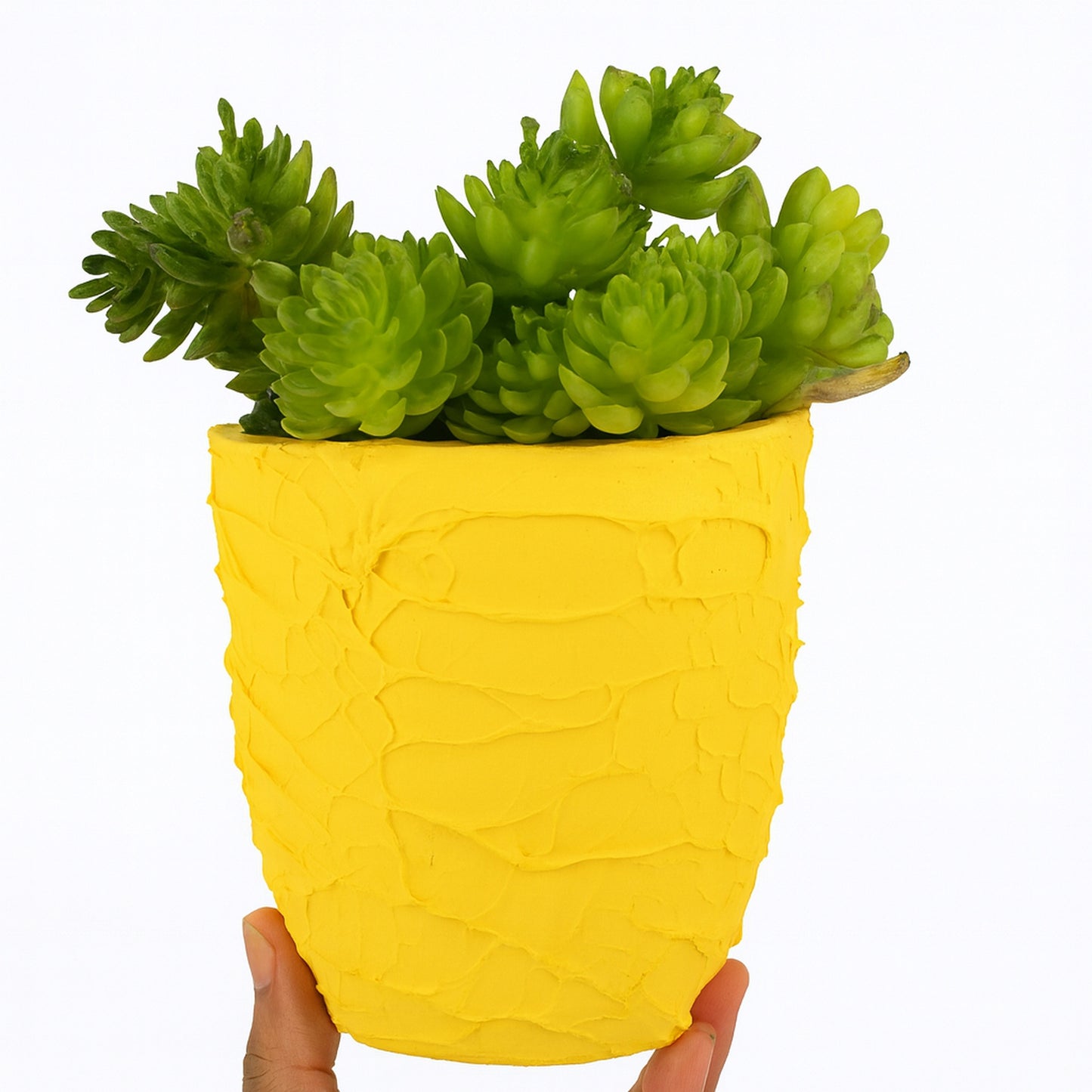 Succulent - Textured Yellow - Ceramic Pot