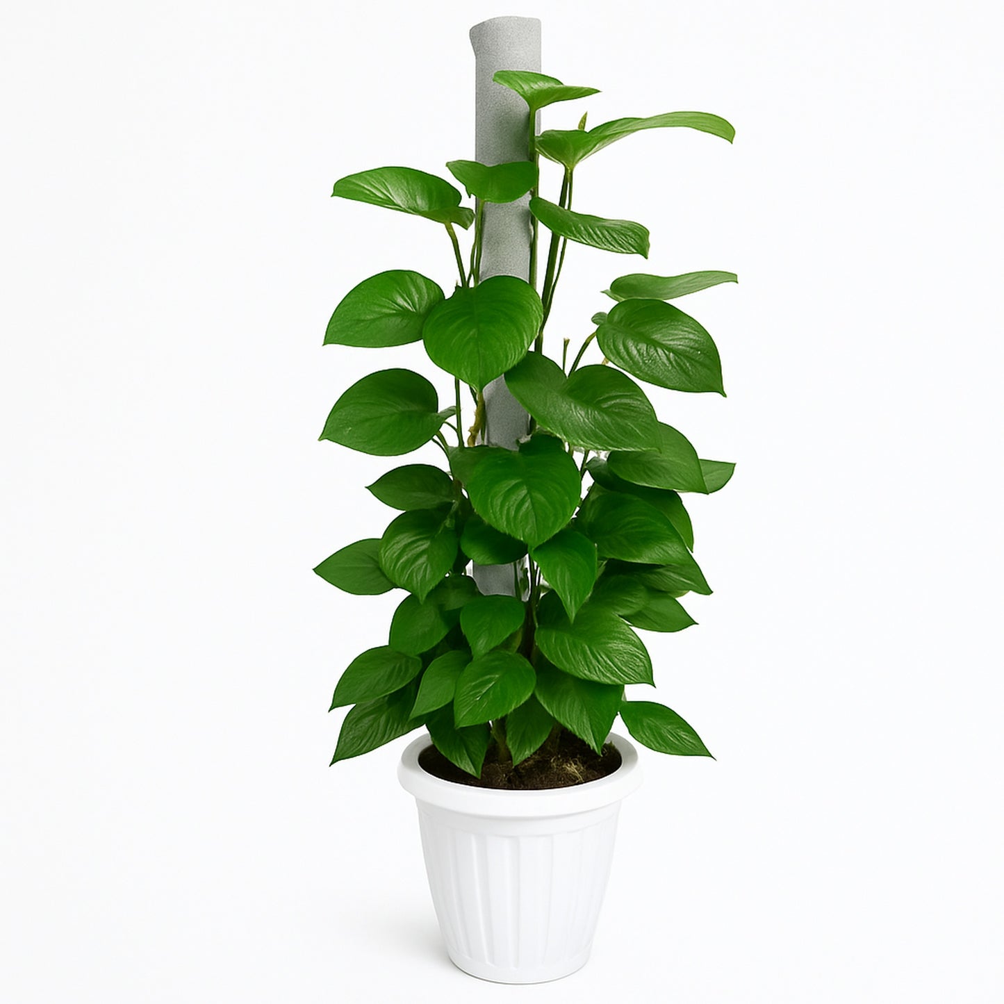 Money Plant -  plastic Planter