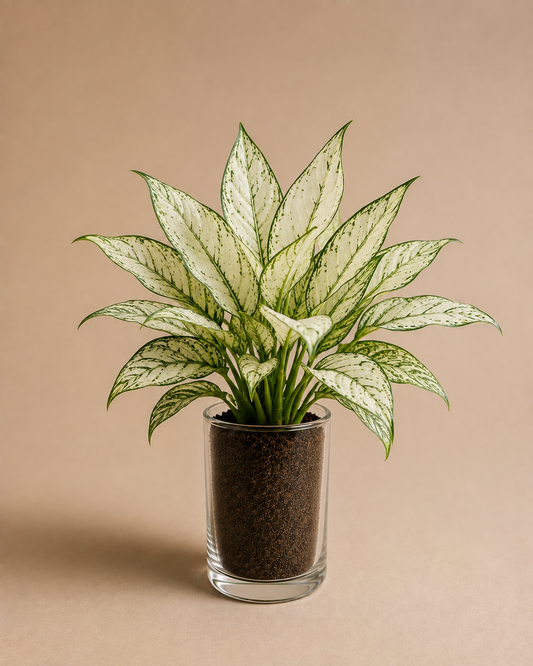Celebrations - Aglaonema White Legacy in Glass Planter