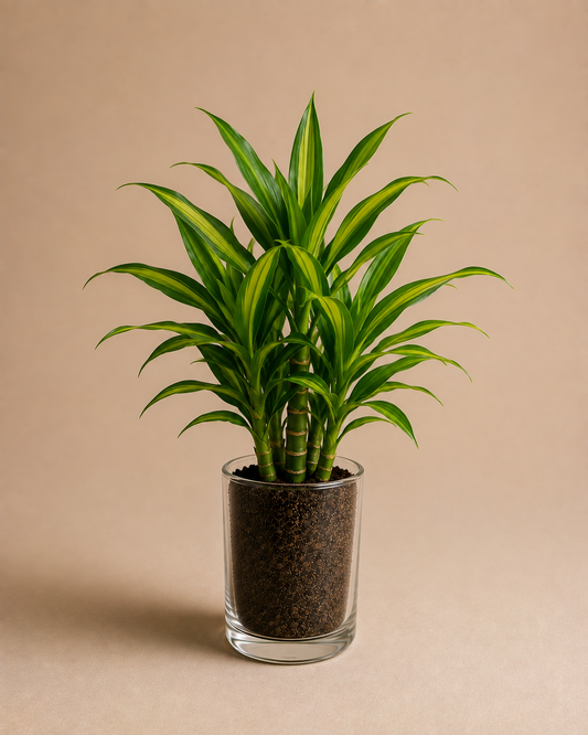Celebrations - Dracaena Green in Glass Planter