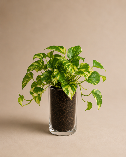Celebrations - Money Plant in Glass Planter