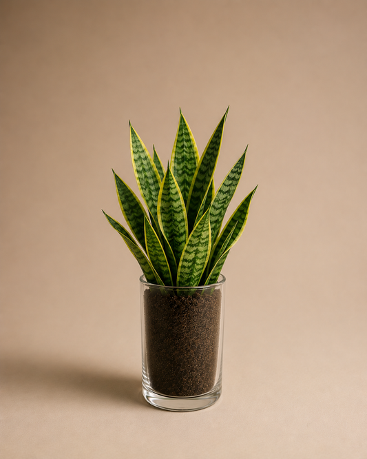 Celebrations - Snake Plant in Glass Planter