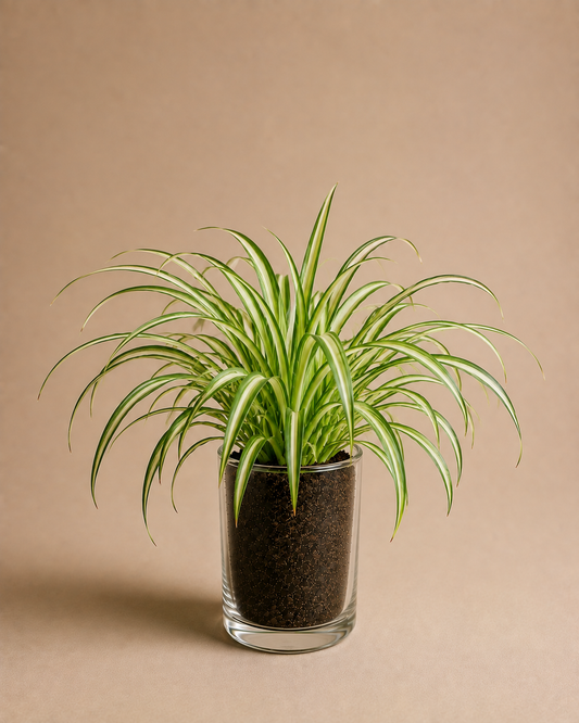 Celebrations - Spider Plant in Glass Planter