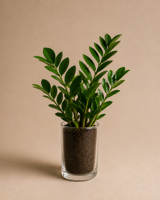 Celebrations - ZZ Plant in Glass Planter