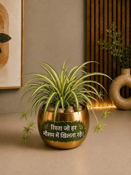 A2 Celebration - Spider Plant in Golden Metal Printed Planter