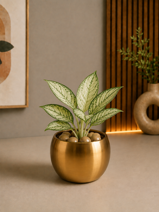 Celebrations -  Aglaonema White Legacy in Golden Metal Planter