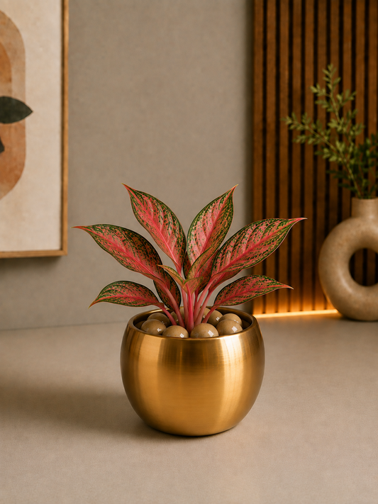 Celebrations - Aglaonema Anjuman in Golden Metal Planter